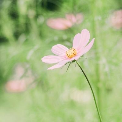 老大夫的听诊器——记首届“全国三八红旗手”金学曙医生